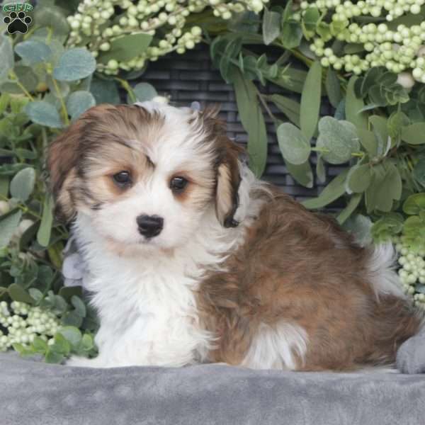 Asher, Cavachon Puppy